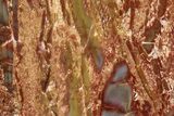 Polished Petrified Wood (Araucarioxylon) - Arizona #352513-1